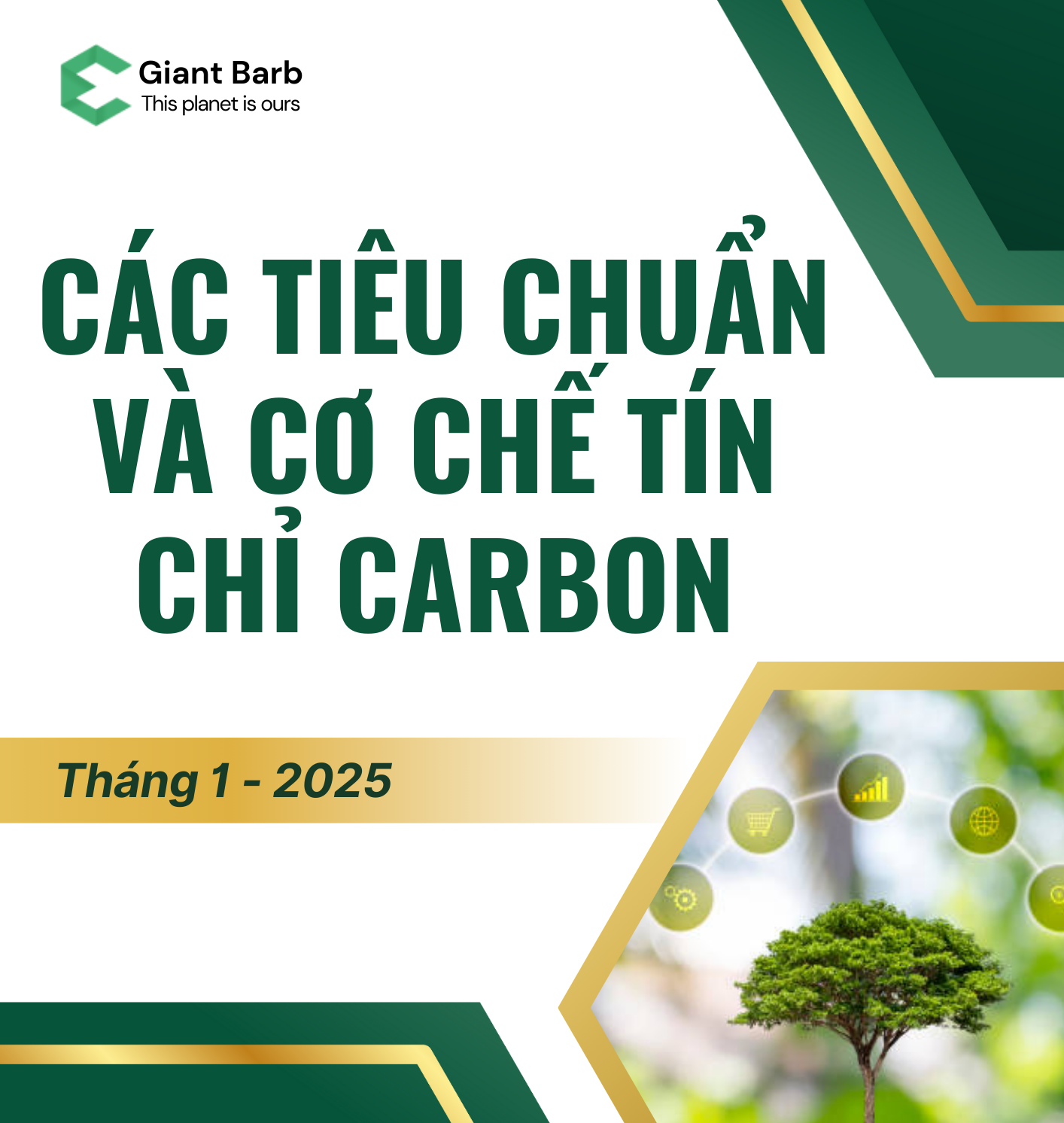 Các Tiêu chuẩn và Cơ chế tín chỉ Carbon